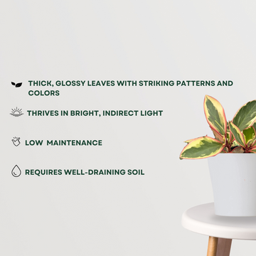 Peperomia Ginny for tabletop decor
